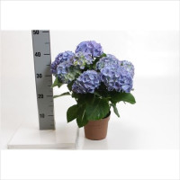 Hydrangea Blue 14/40