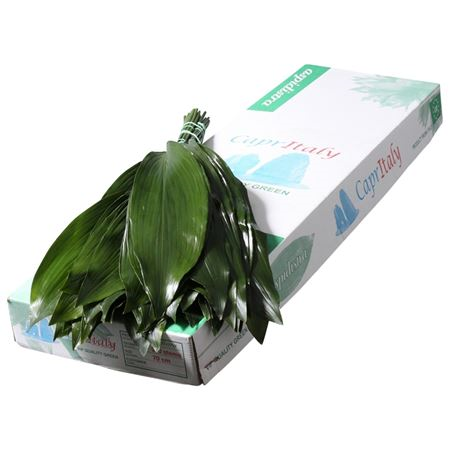 Aspidistra Italie Super