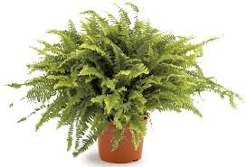 Nephrolepis 20/100