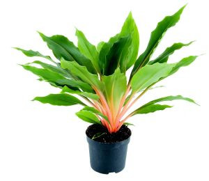 Chlorophytum Green Orang 12/40