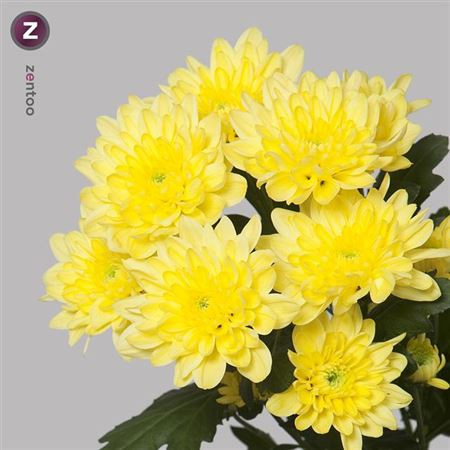 Chr T Baltica Yellow 90g X5
