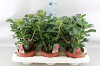 Adenium Anouk 14/35
