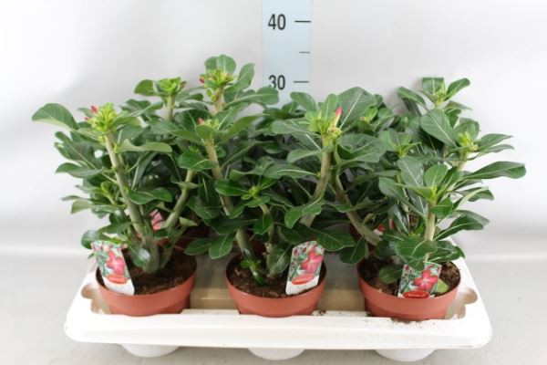Adenium Anouk 14/35