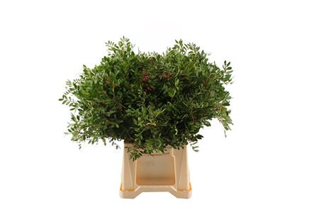 Pistacia 40 sm