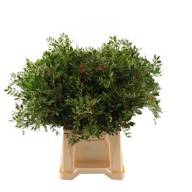 Pistacia 40 sm - PISTACIA MINI 35 SM