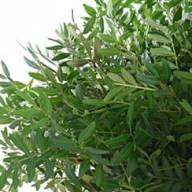 Pistacia 40 sm - 649thumb2