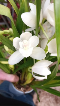 Cymbidium White 12/50