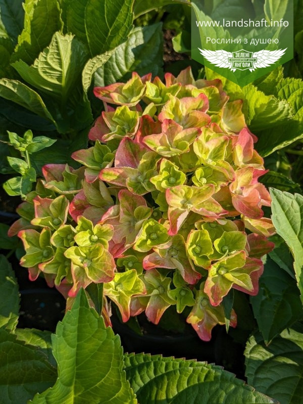 Hydrangea Green Lips 14/40