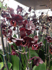 Phal 2-tak Black Mutant 12/65