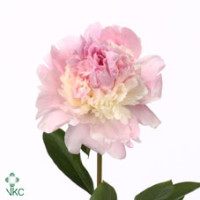 Paeonia Angel Cheeks 55 sm X10