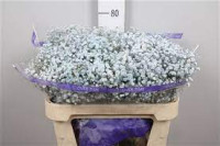 Hydr S Verena White X5 -80cm