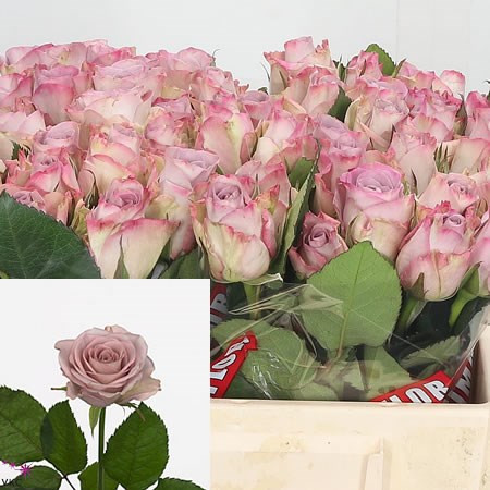 Rose Los Lane 60 sm