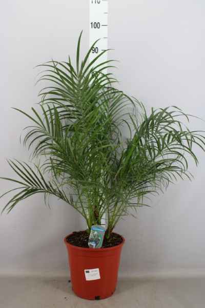 Phoenix Roebelenii 17/55
