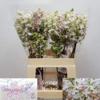 Syr Hy Necker 60 cm