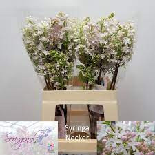 Syr Hy Necker 60 cm