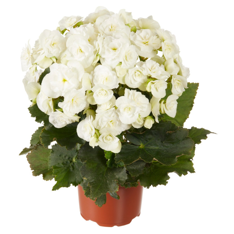 Begonia Betulia Pink 19/38