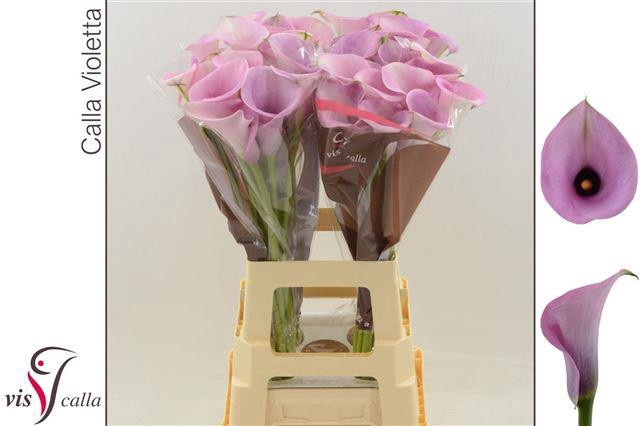 Zanted Z Capt Violetta X10 Holland