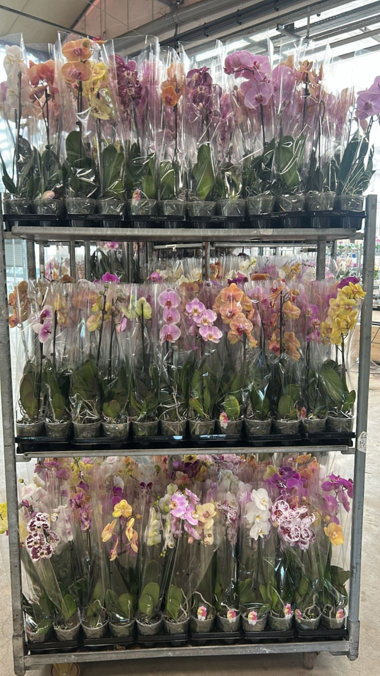Phal 1-tak A2 Bernhard Mix 12/65