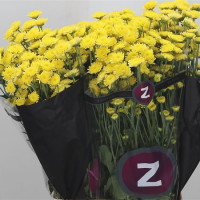 Chr T Stallion Yellow X5