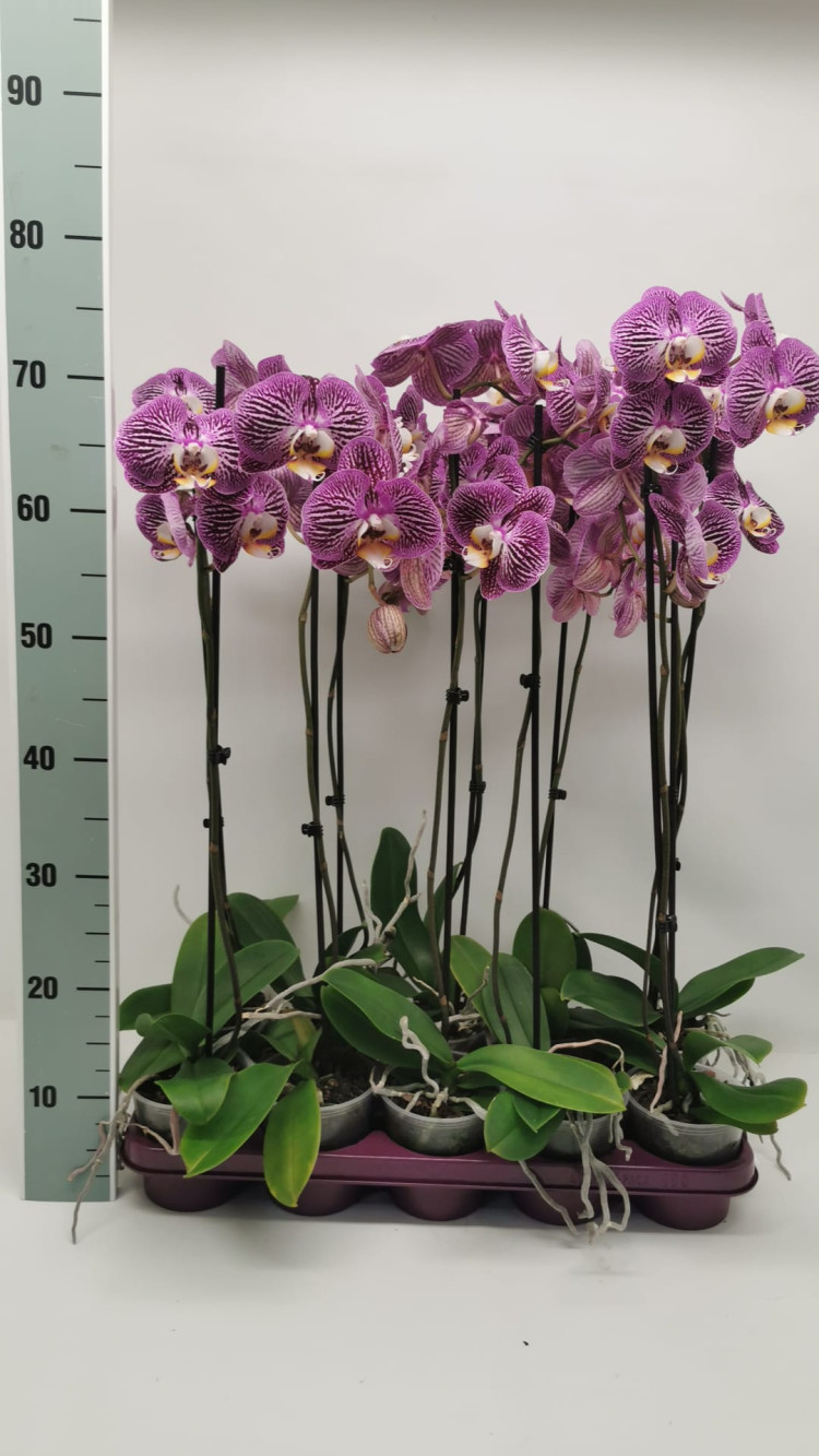 Phal 4-tak Mix Test Yellow Pink 510/30