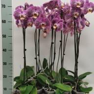 Phal 4-tak Mix Test Yellow Pink 510/30 - IMG-20230925-WA0018