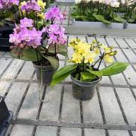 Phal 4-tak Mix Test Yellow Pink 510/30 - IMG-20250114-WA0019