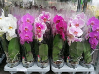 Phal A2 1-tak Cascade Mix TerLaak 12/45