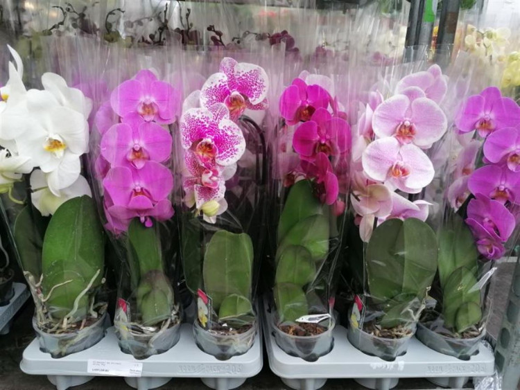 Phal A2 1-tak Cascade Mix TerLaak 12/45