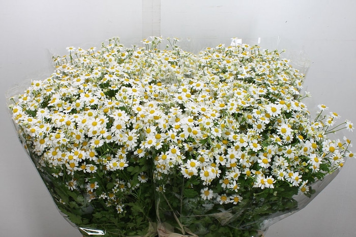Tanacetum Single Vegmo 60sm Holland