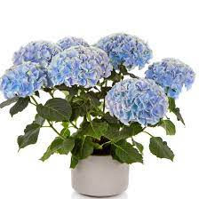 Hydrangea Hi Mountain 23/60