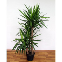 Yucca Elephantipes 2pp 19/130