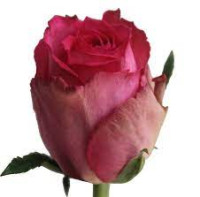 Rose Madam Pink 50 sm