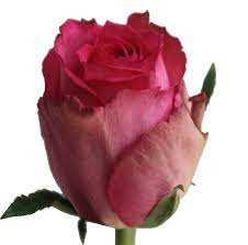 Rose Madam Pink 50 sm