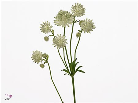 Astr White