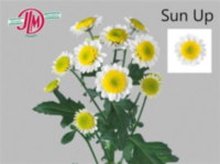 Chr San Sun Up