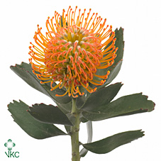 Leuco Soleil