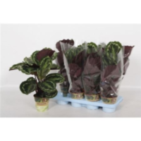 Calathea Medaillon Russia-decorum