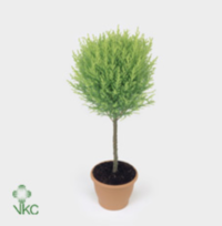Cupressus Wilma Bol Op Stam