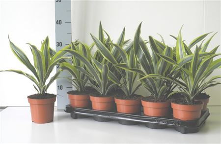 Dracaena Kopstek Lemon Lime