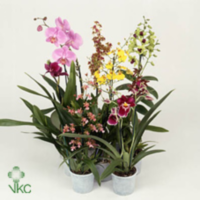 Orchideeen Mix 2 Tak
