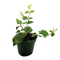 Jasmin Blooming Dreams Boog 12/45