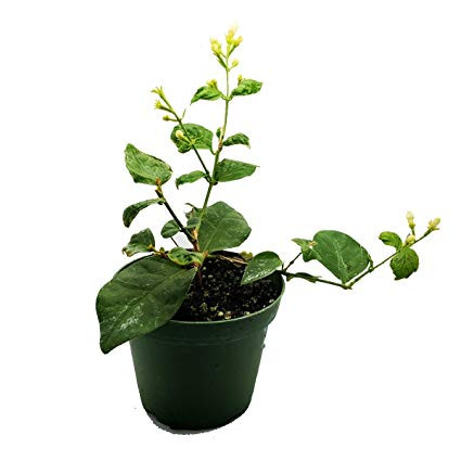 Jasmin Blooming Dreams Boog 12/45
