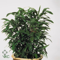 Rhapis Excelsa