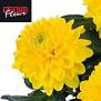 Chr G Willem Sunny X10