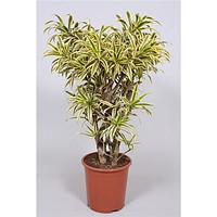 Dracaena Frag Steudneri 1pp 11/45