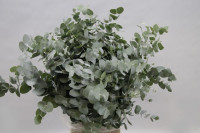 Eucalipt Cinerea Albenga Short 40 sm
