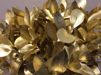 Ruscus Gold 60 cm