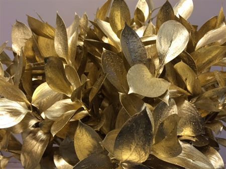Ruscus Gold 60 cm