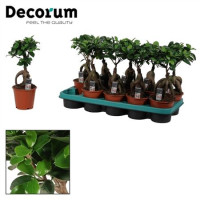 Fic Microcarpa Ginseng 12/30