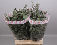 Eucalipt Cinerea Extra 300 gr